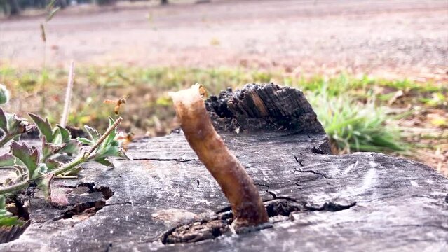 tropical native stingless bees working and entering the hive