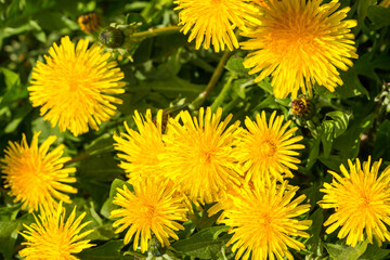 Gewöhnlicher Löwenzahn (Taraxacum sect. Ruderalia)