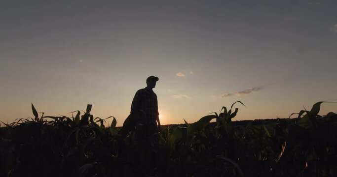 Farmer walking in a field of corn at sunset