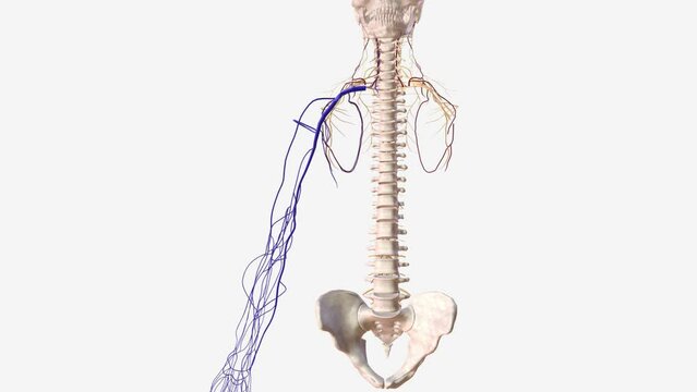 the cephalic vein is a superficial vein in the arm .