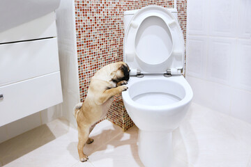 Pug puppy in the toilet. I teach dog to be clean. The pug looks into the toilet. Curious puppy. Hygiene of dogs.
