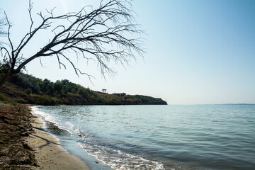 A lonely beach near Sarafovo, Bulgaria with a picturesque dead tree on the left side
