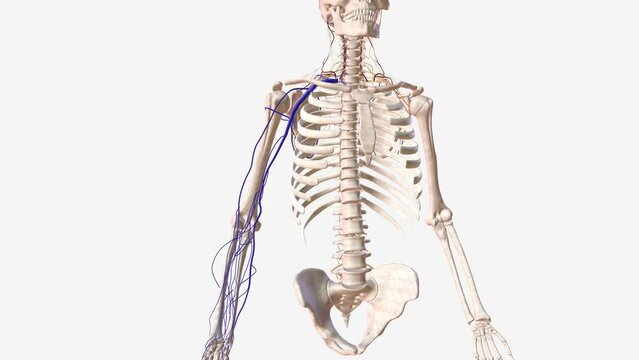 The cephalic vein, along with the basilic vein, is one of the primary superficial veins that drain the upper limb .
