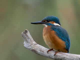 kingfisher on the branch