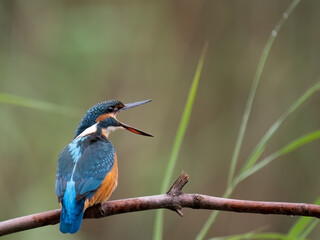 kingfisher on branch