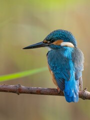 kingfisher on the branch