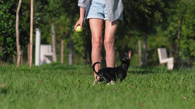 Blonde girl plays with her toy terrier dog in park, she throws ball and dog runs to camera, then he brings ball back. Friendship between dog and man. Affection and tenderness. Child free,