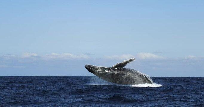 Humpback whale jump Megaptera novaeangliae breaches near East London South Africa. Shot in Hawaiian Islands Humpback Whale National Marine Sanctuary. Humpback whale jumps out of the water Slow motion