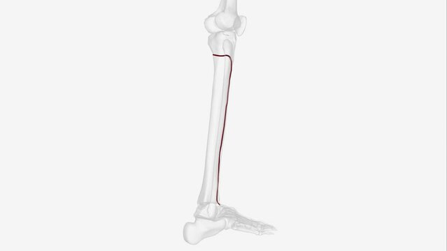 The anterior tibial artery is one of the terminal branches of the popliteal artery. It arises below the popliteal fossa, in the posterior .