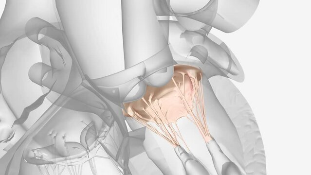 Left atrioventricular valve (bicuspid valve, mitral valve) .
