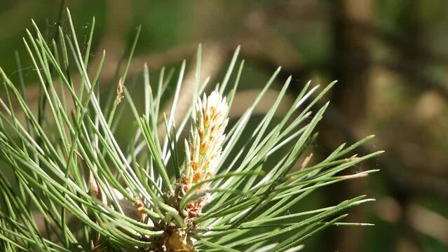 Young pine cones shot close up