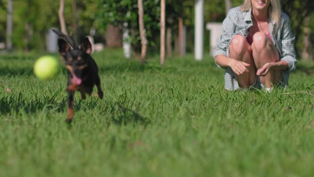 Young caucasian owner woman playing with her dog toy terrier at outdoor ball training in city park. Dog runs after ball and brings it back. They are happy, and as reward she gives him yummy.