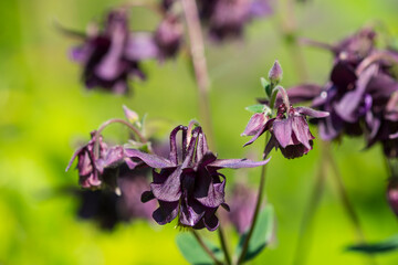 Blüten der Dunklen Akelei
