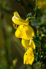 Ginsterstrauch während der Blüte