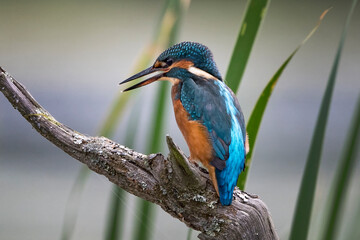 Kingfisher perched on a log ready to dive for a fish