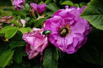 Green rose chafer bettle on a rose flower in July