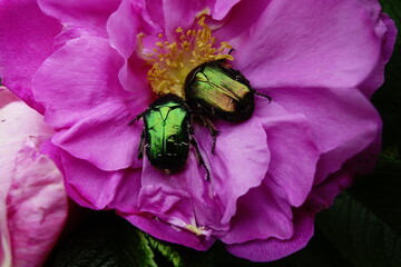 Green rose chafer bettle on a rose flower in July
