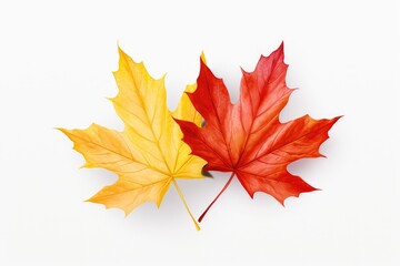 Two colorful maple leaves on white background, AI Generated