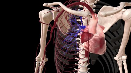 The cardiovascular system provides blood supply throughout the body.