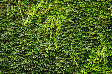 Bright green ivy (Hedera), a genus of evergreen climbing or ground-creeping woody plants in the...