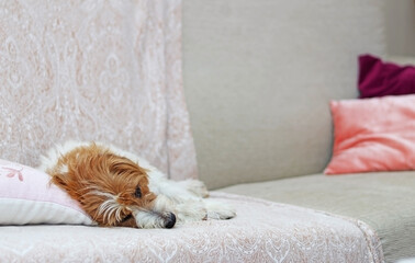 A little dog or pet resting on a sofa inside the house