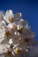 染井吉野の花のクローズアップ