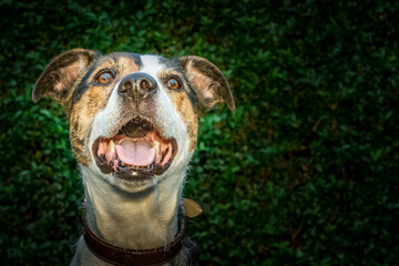 Bright eyed dog portrait