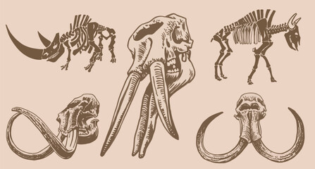 Graphical set of mammoth and smilodon skulls and skeleton of triceratops and sable-tooth tiger on sepia background,vector illustration,paleontology - obrazy, fototapety, plakaty