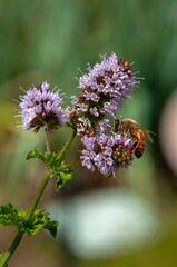 Sydney Australia, bee on purple mentha x piperita vulgaris or peppermint flower head