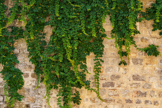 a stone wall with branches and leaves of plants as a background