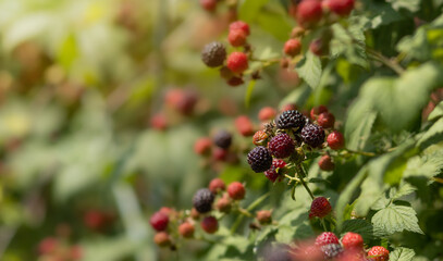 bush with red and black raspberries in the garden