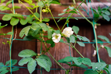 Group of blooming rare double petaled, snow white butterfly pea vine on green trellis netting near stain wooden fence at backyard garden in Dallas, Texas, USA