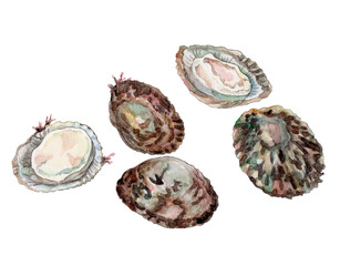 ベッコウガサ 手描き水彩画