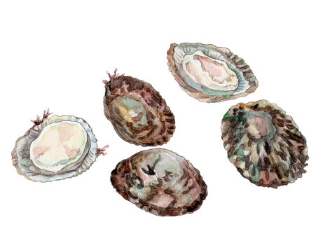 ベッコウガサ 手描き水彩画