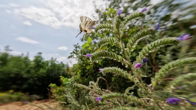 Swallowtail butterfly eats nectar of the plant and flies away
