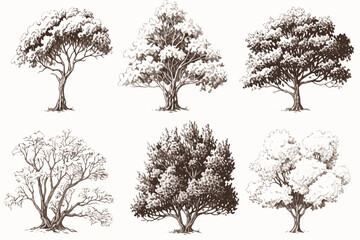 tree, silhouette, vector, nature, leaf, palm, black, plant, illustration, forest, pine, branch, flower, art, design, pattern, trees, oak, set, drawing, outline, wood, decoration, botany