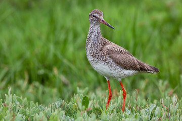 Tringa totanus Rotschenkel