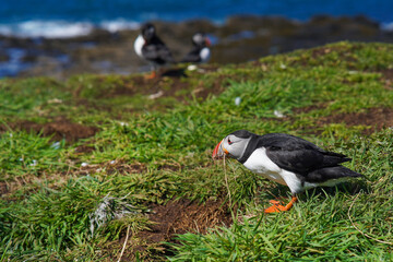 Atlantic puffin on the isle of Lunga in Scotland. The puffins breed on Lunga, a small island of the coast of Mull.