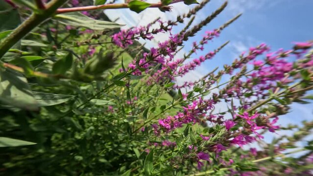 Purple loosestrife, also called Lythrum salicaria