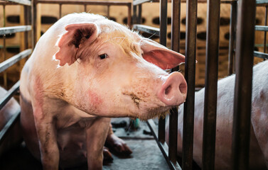 Portrait of cute breeder pig with dirty snout, Close-up of Pig's snout.Big pig on a farm in a pigsty, young big domestic pig in stable © NARONG