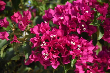 Flores rosadas entre hojas verdes
