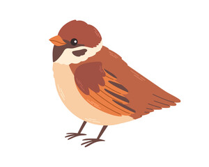 Cute sparrow. Vector illustration of House Sparrow. Isolated on white background