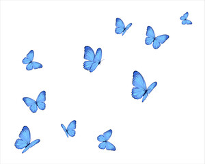 blue watercolor 
butterflies