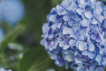 close-up of a blue hydrangea bush, space for text