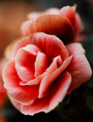 Red pink and white tipped Begonia flower closeup in shallow depth-of-field