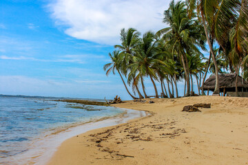 beach with palm trees