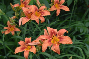 Daylily flowers in the garden, Sainte-Apolline, Qu&eacute;bec, Canada