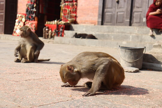 Monkey trying to eat grains directly from floor, portrait of cute monkey, monkey in appearing like bowing down in front of god