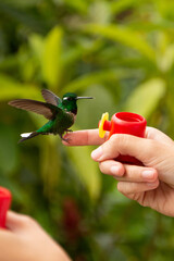 Close-up of a hummingbird in shades of green in profile with open wings perched on a woman's finger in front of a small watering hole in Mindo, Ecuador. 