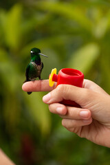 Close-up of a hummingbird in shades of green perched on a woman's finger in front of a small red drinking fountain in Mindo, Ecuador.  © Alberto